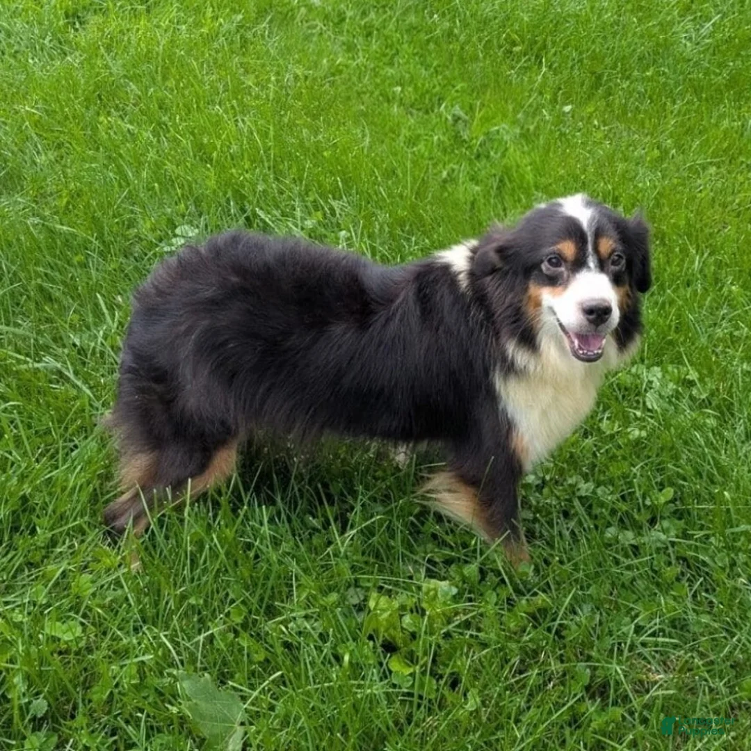 Mini Aussiedoodle dogs for sale: Peanut  - Ad 7