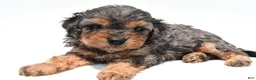 Cavapoo dogs for sale: Amber - Ad 2