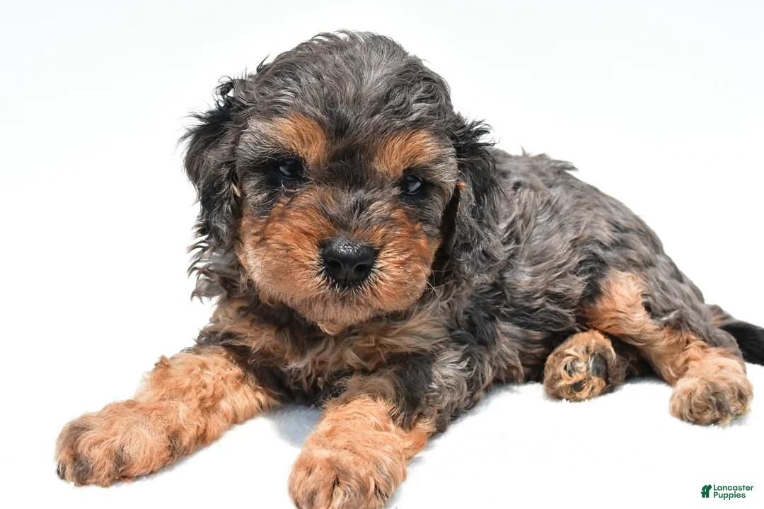 Cavapoo dogs for sale: Amber - Ad 2