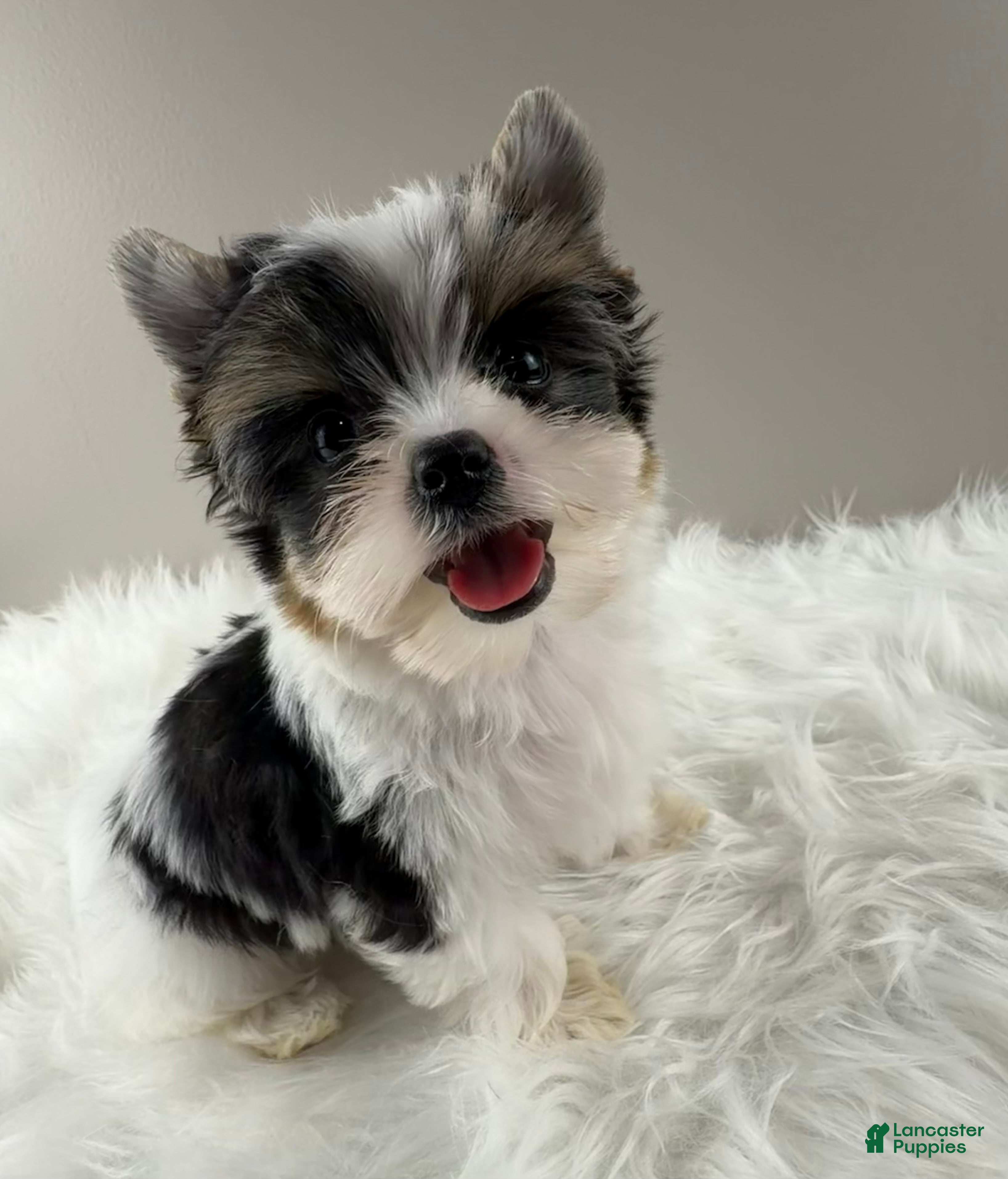 Yorkshire Terrier dogs Fiona - Ad 1