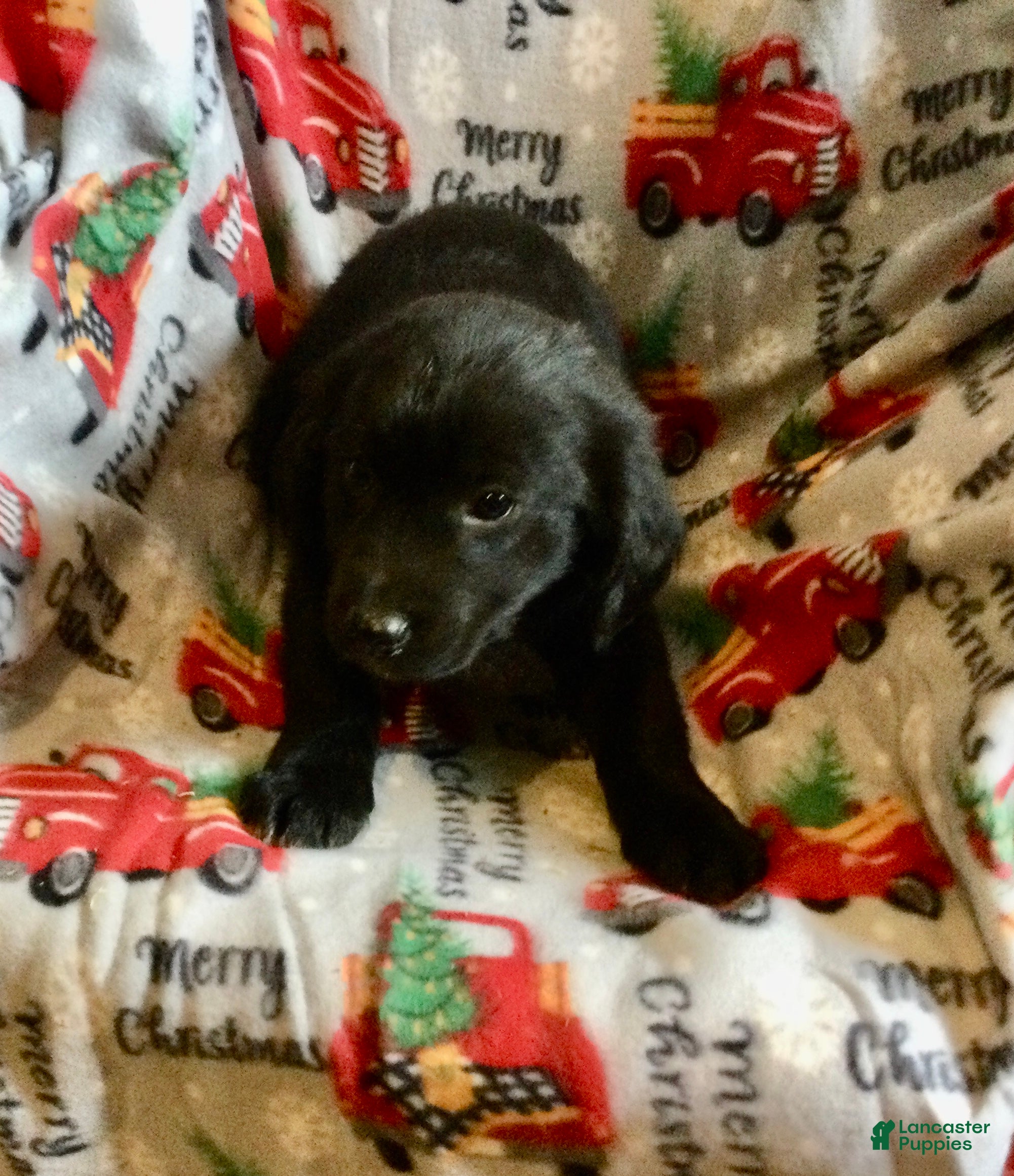 Mixed Breed dogs Mike - Ad 11