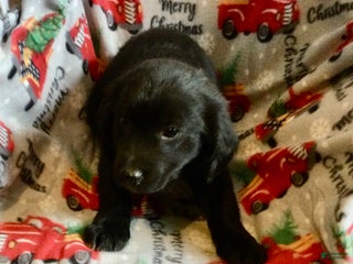 Mixed Breed dogs Mike - Ad 10