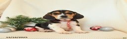 Beagle dogs for sale: Skipper - Ad 1