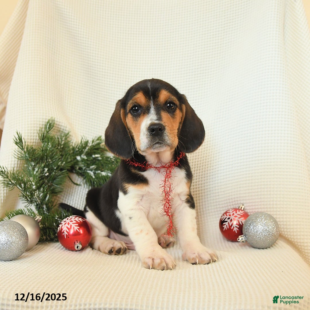 Beagle dogs for sale: Skipper - Ad 1