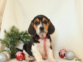 Beagle dogs Skipper - Ad 27