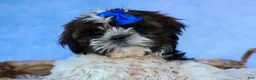 Shih Tzu dogs for sale: RANDY - Ad 9