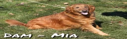 Golden Retriever dogs for sale: Goldie - Ad 10