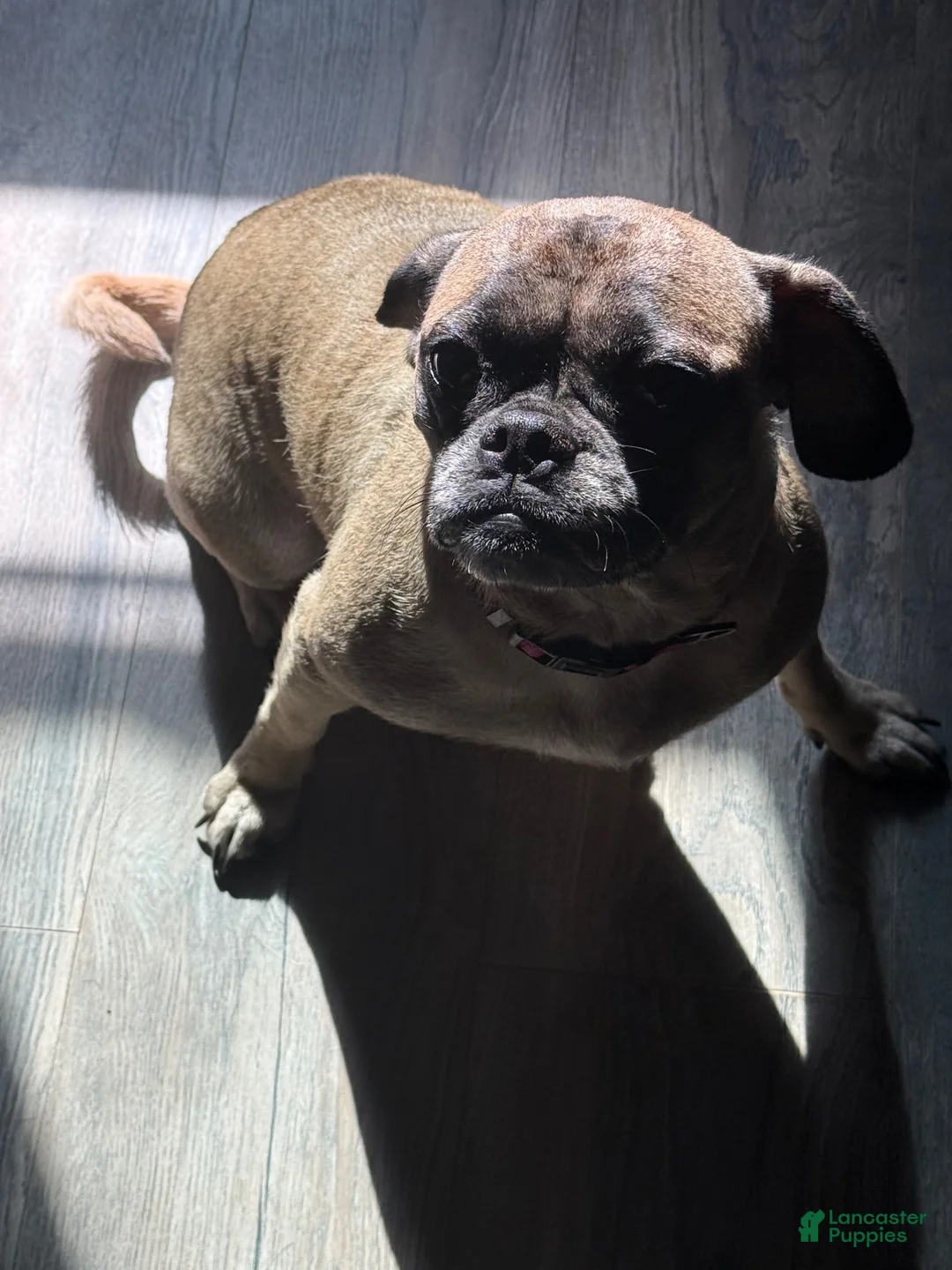 Mixed Breed dogs for sale: Mixed Breed 2 - Ad 2