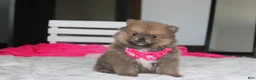 Pomeranian dogs for sale: Zara - Ad 12