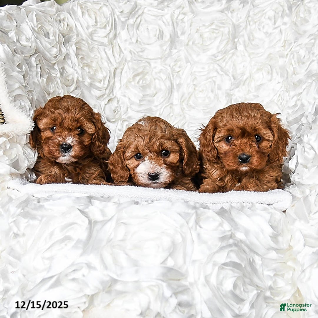 Cavapoo dogs for sale: Angel - Ad 5