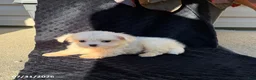 Maltese dogs for sale: Angela - Ad 3