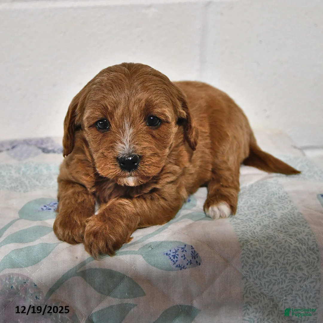 Cavapoo dogs for sale: Cookie - Ad 8