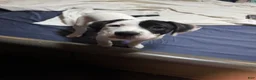 American Pit Bull Terrier dogs for sale: American Pit Bull Terrier 5 - Ad 8