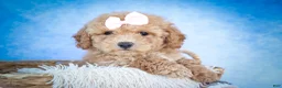 Bichpoo dogs for sale: Nessa Rose🎀 - Ad 14