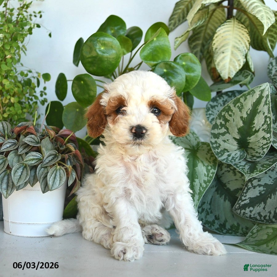 Cavapoo dogs Lee  - Ad 1