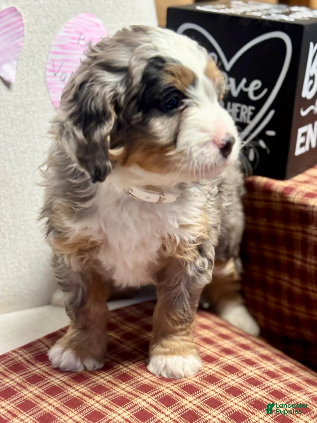 Mini Bernedoodle dogs for sale: Callie Mini Bernedoodle Puppy 1 - Ad 12