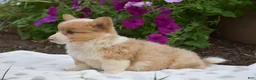 Welsh Corgi Pembroke dogs for sale: Remi - Ad 4