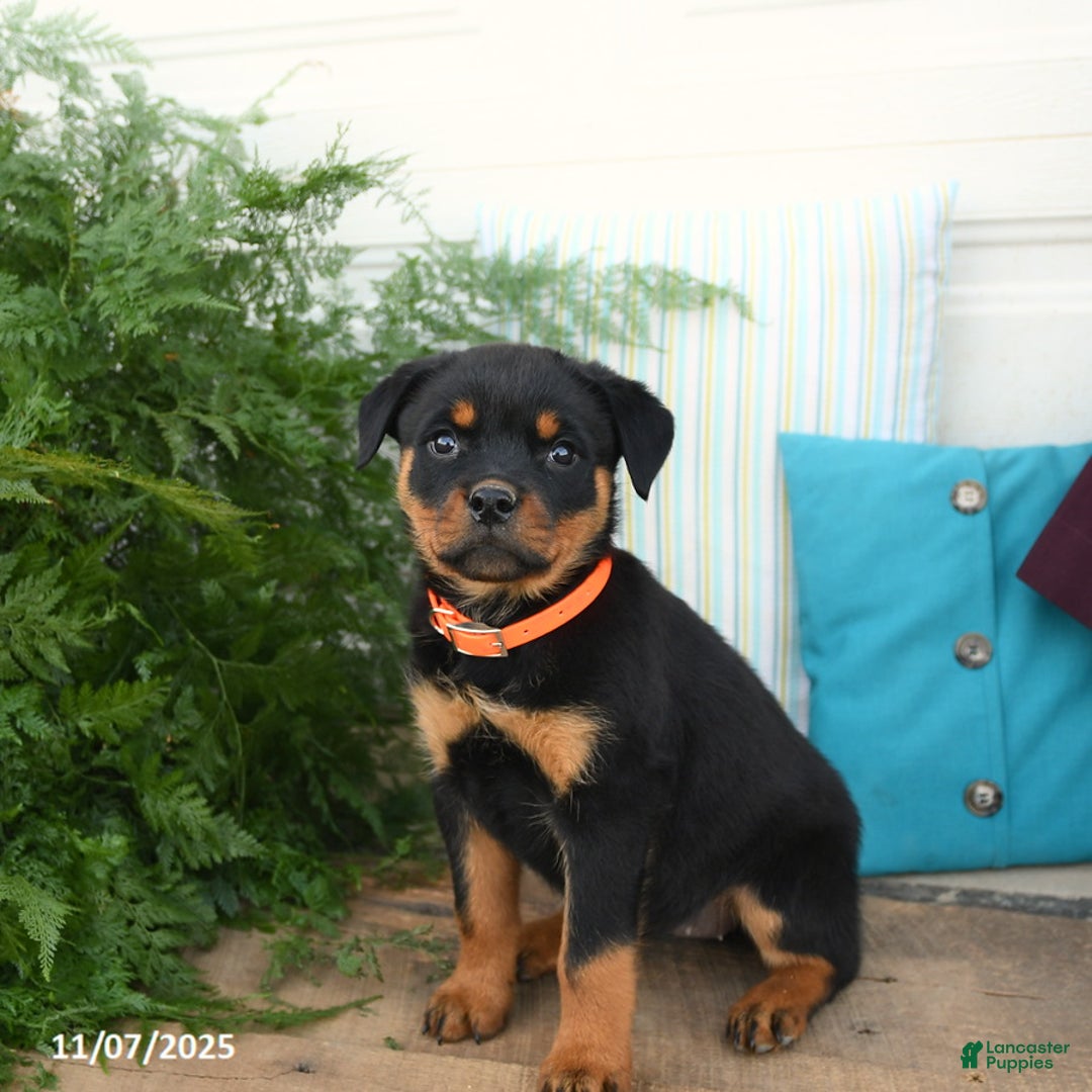 Rottweiler dogs for sale: Alexa - Ad 5