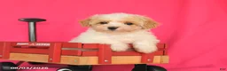 Maltipoo dogs for sale: Ocean - Ad 4