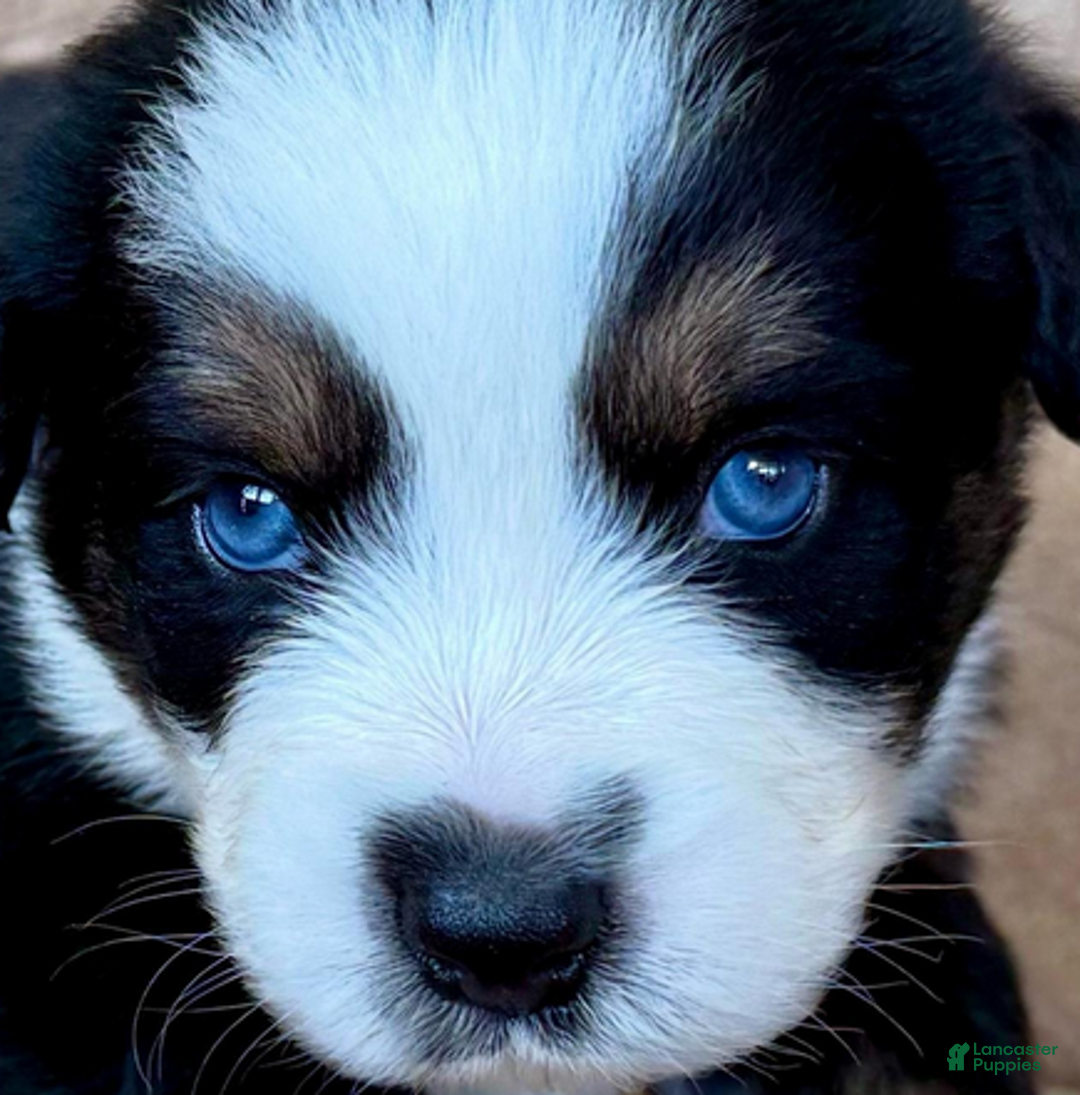 Miniature Australian Shepherd dogs for sale: Uncle Chad - Ad 2
