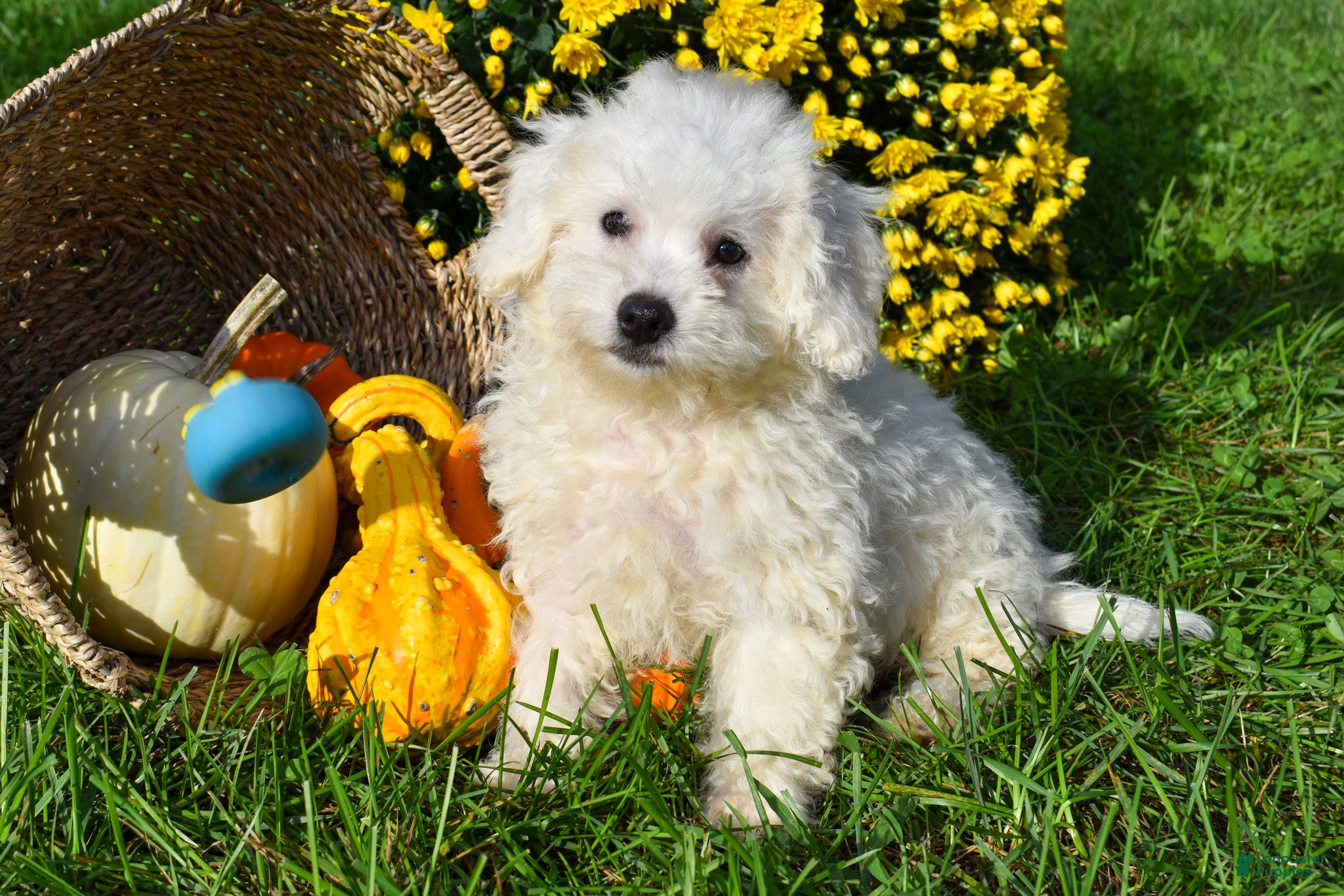 Bichon Frise