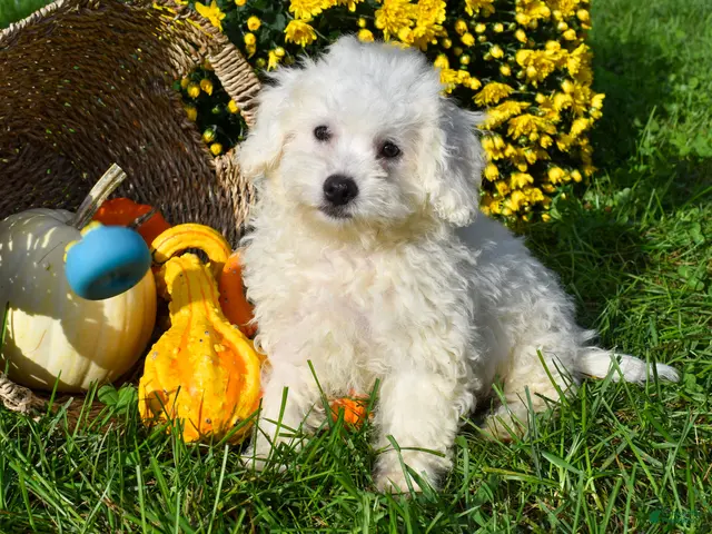 Bichon Frise dogs for sale: Tyler 🐶 - Ad 1