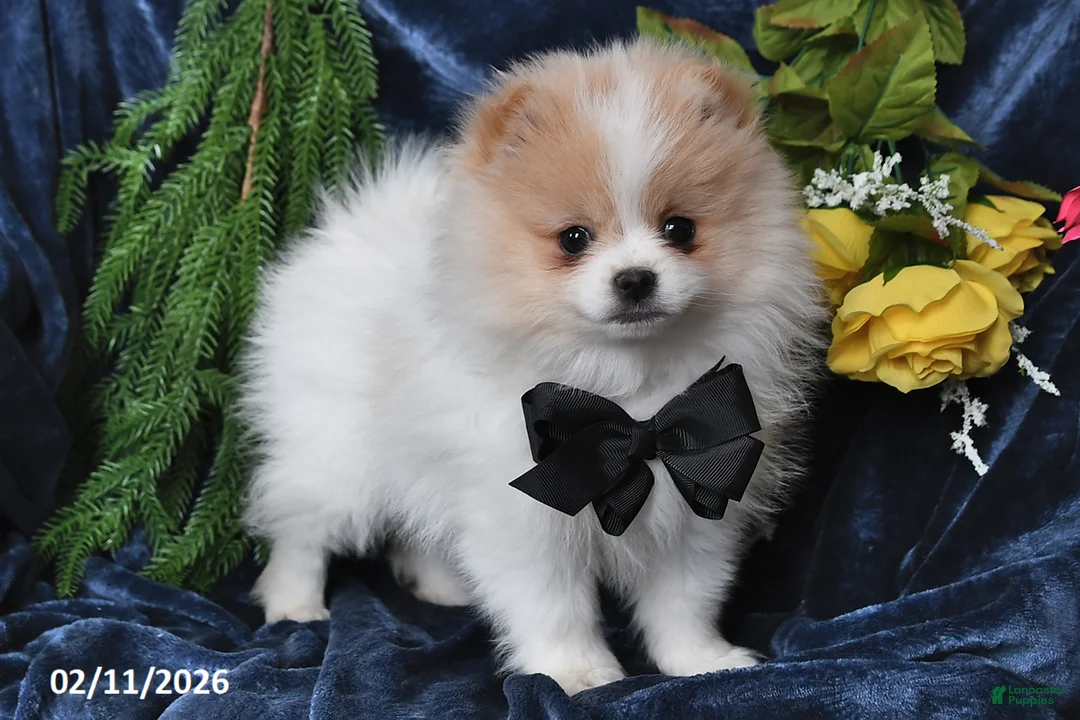 Pomeranian dogs for sale: Carson - Ad 4