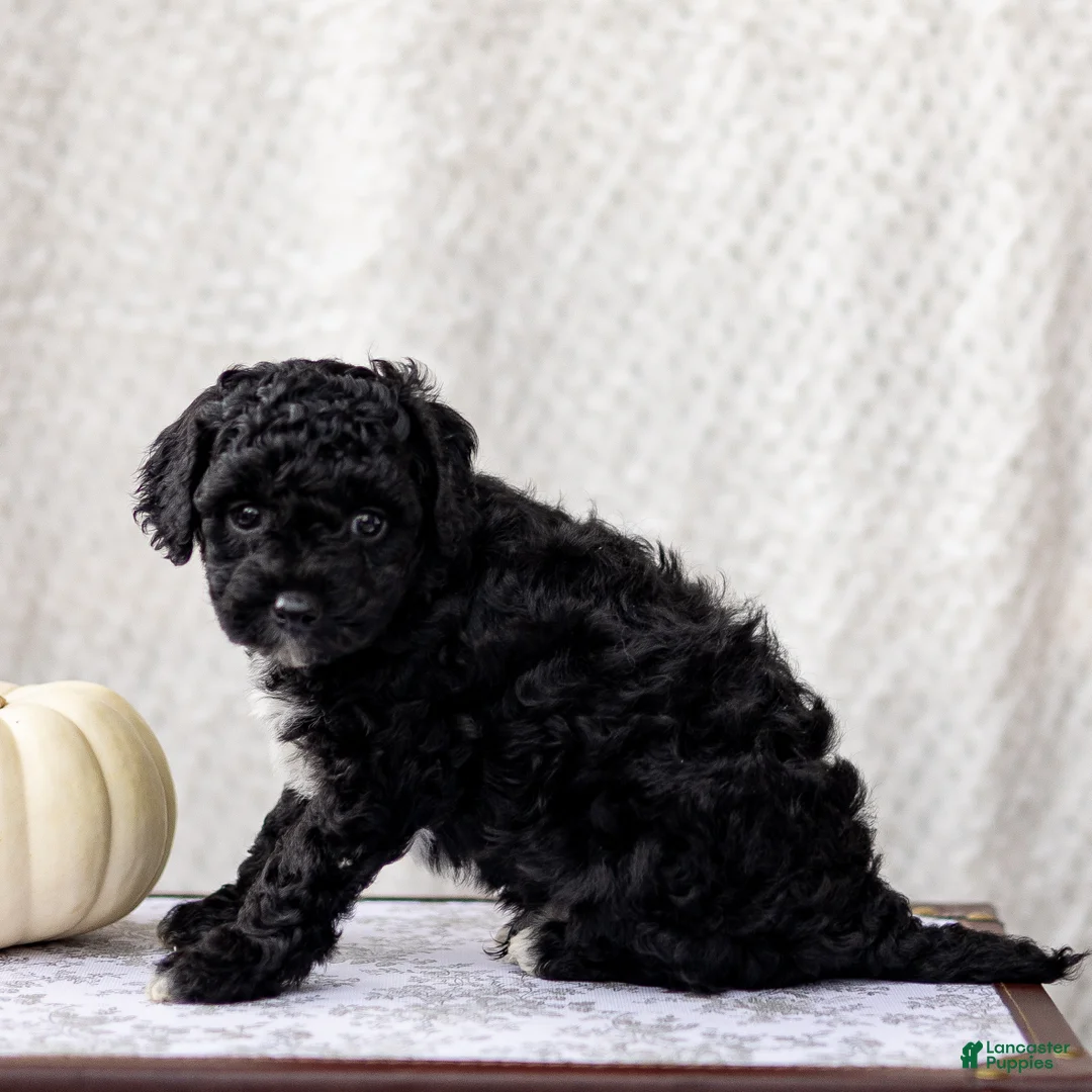 Mini Goldendoodle dogs for sale: Chido - Ad 1