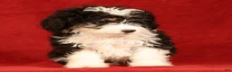 Mini Aussiedoodle dogs for sale: CoCo - Ad 6