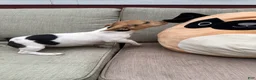 Jack Russell Terrier dogs for sale: Cherry - Ad 5