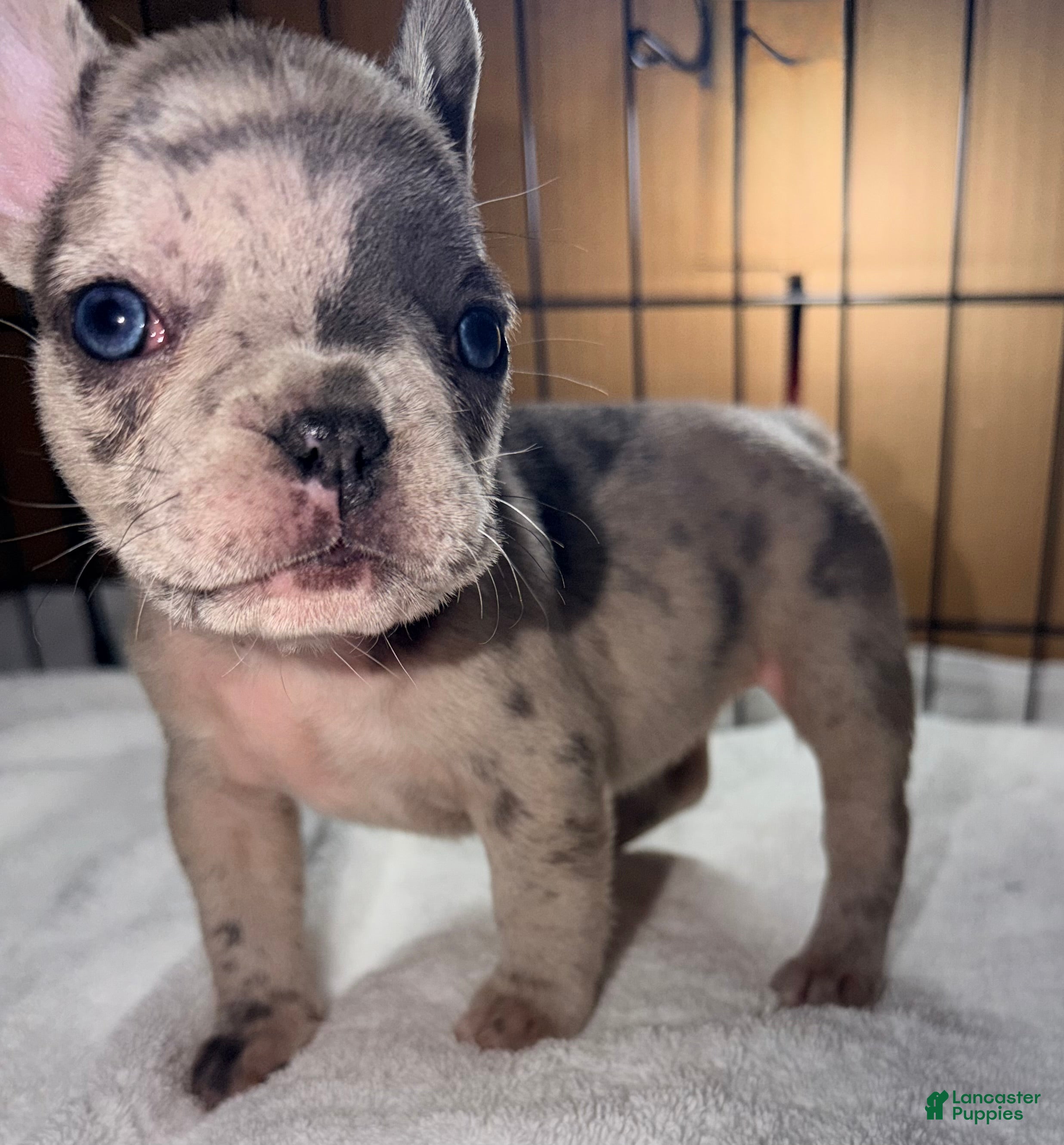 French Bulldog dogs Isabella - Ad 37