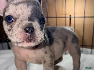 French Bulldog dogs Isabella - Ad 37