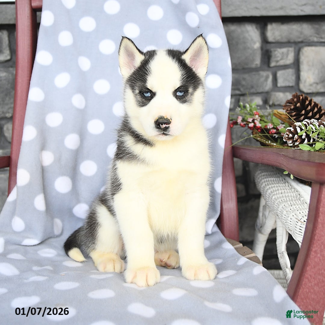 Siberian Husky dogs for sale: Ace - Ad 3