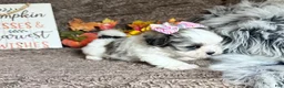 Malshi dogs for sale: Princess Aurora - Ad 8