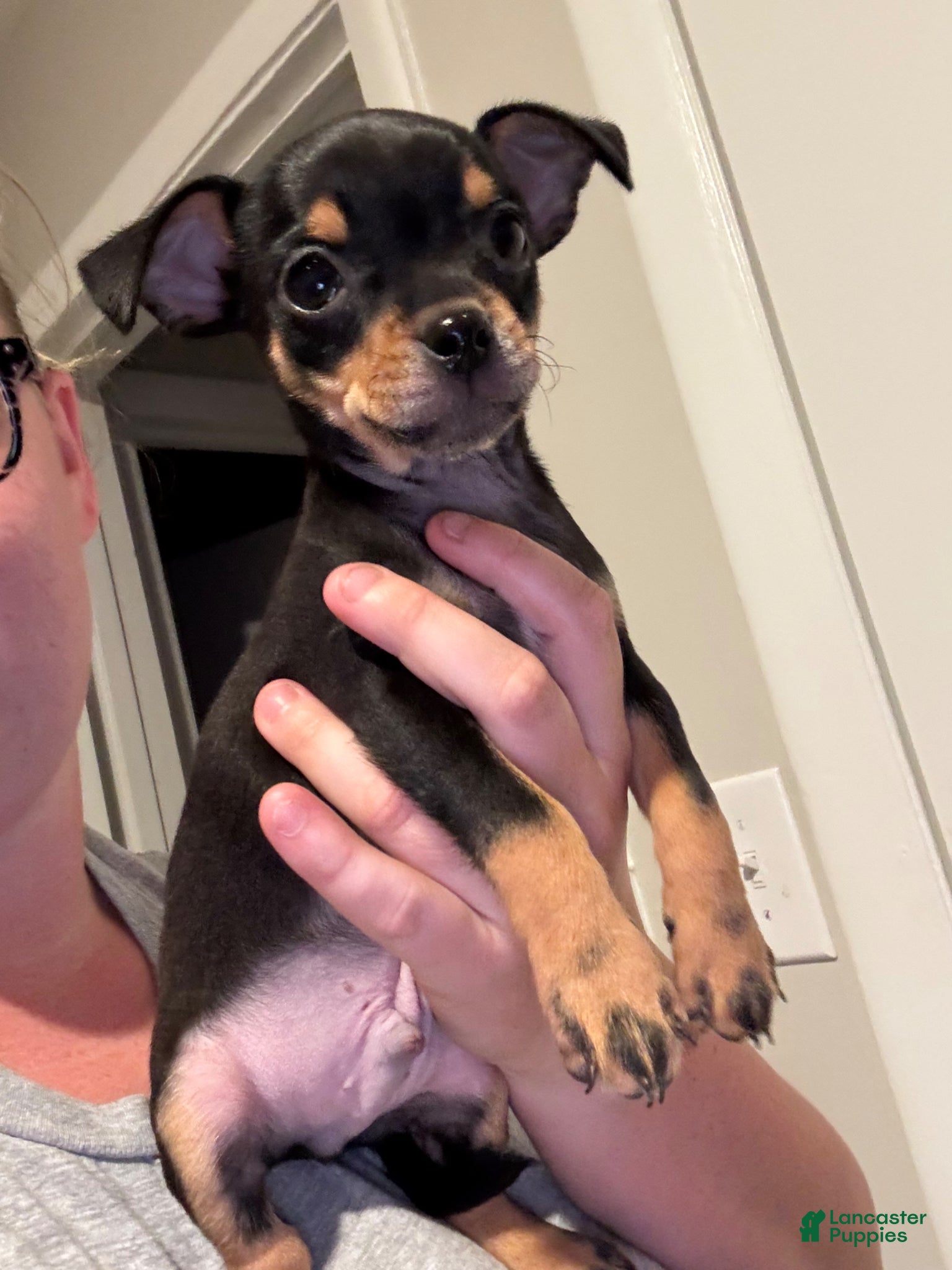 Chihuahua dogs Chihuahua Puppy 1 - Ad 40