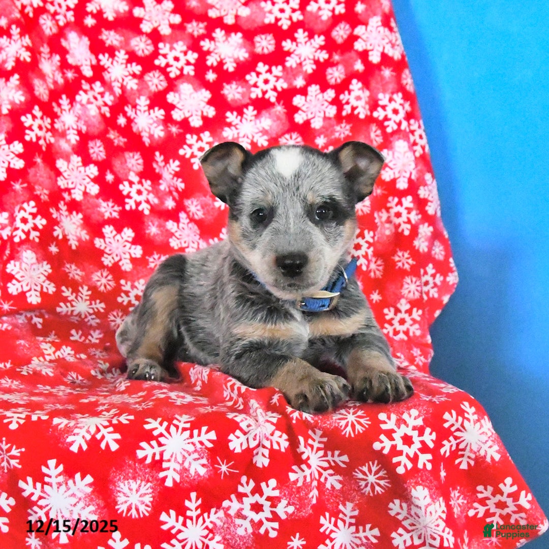 Australian Cattle Dog dogs for sale: Jack  - Ad 2