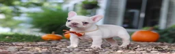 French Bulldog dogs for sale: Eden - Ad 11