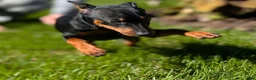 Miniature Pinscher dogs for sale: Spark - Ad 2
