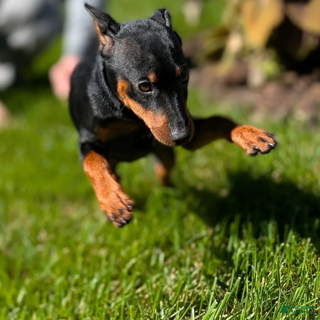 Miniature Pinscher dogs for sale: Spark - Ad 2