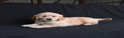 Golden Retriever dogs for sale: Remi   - Ad 4