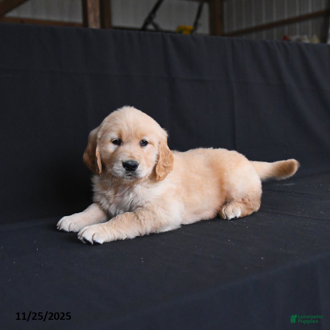Golden Retriever dogs for sale: Remi   - Ad 4