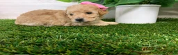 Toy Poodle dogs for sale: Myra - Ad 4