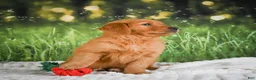 Golden Retriever dogs for sale: Sophie - Ad 11