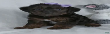 Remi