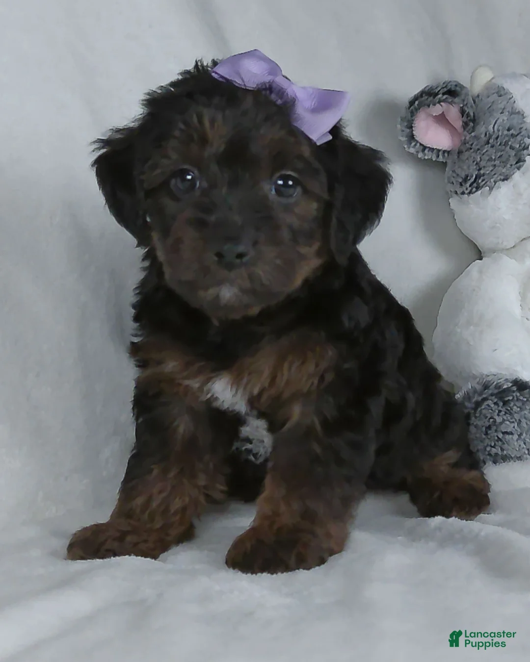 Yorkiepoo dogs for sale: Remi - Ad 1