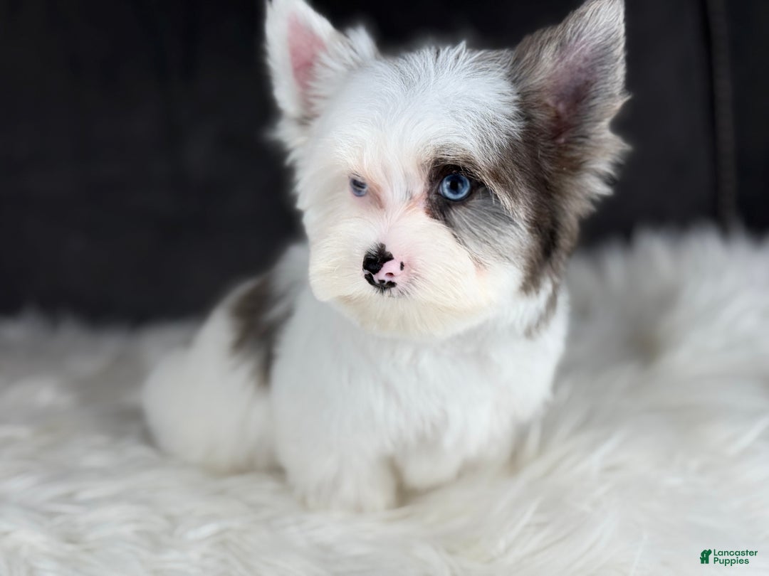 Yorkshire Terrier dogs for sale: Spot 2 blue eyes - Ad 3