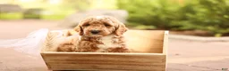 Mini Goldendoodle dogs for sale: Barnaby - Ad 3