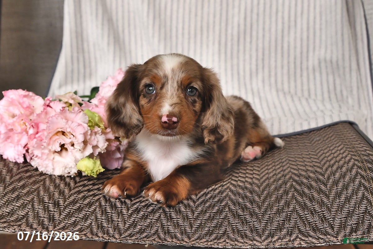 Miniature Dachshund dogs for sale: Kyron - Ad 1