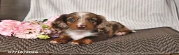 Miniature Dachshund dogs for sale: Kyron - Ad 1