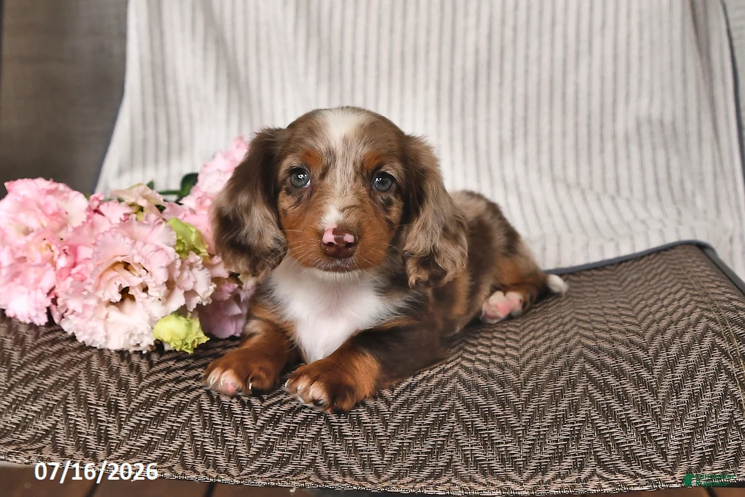 Miniature Dachshund dogs for sale: Kyron - Ad 1
